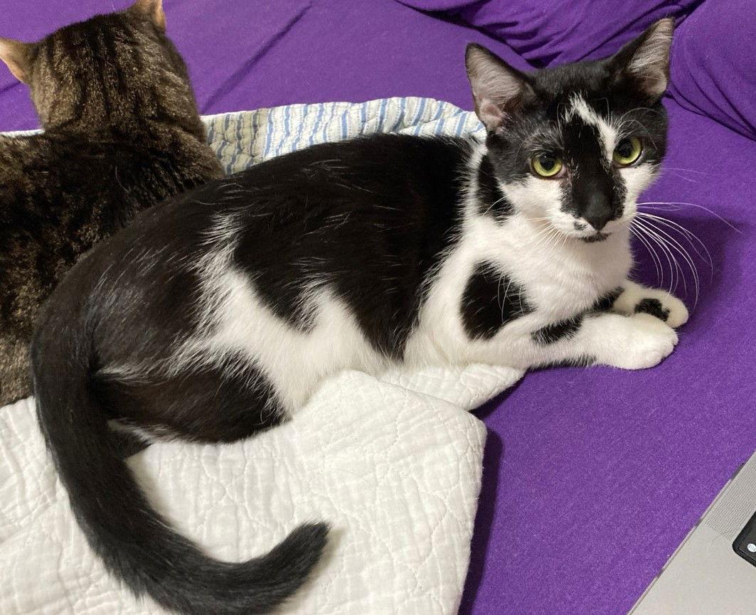 Oreo, Adoptable, Young Male Domestic Short Hair.