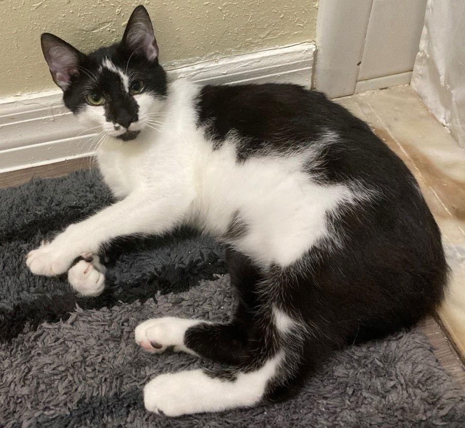 Enlarge Oreo, a Adoptable Domestic Short Hair in Oviedo, FL image 2/2