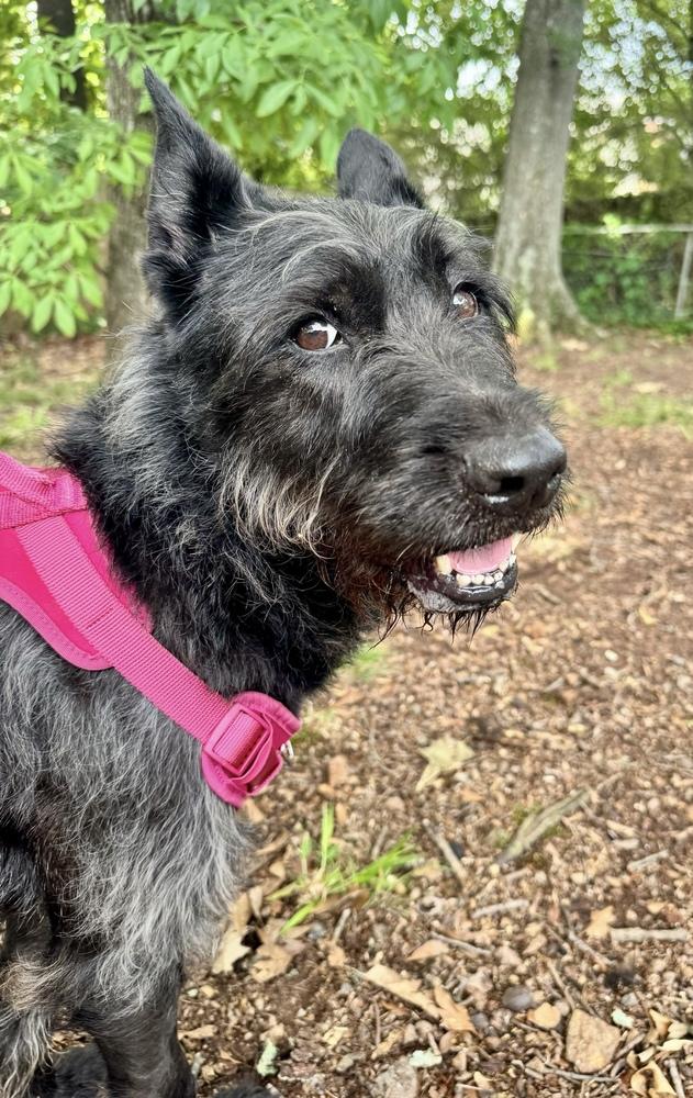Dawn, a Adopted Terrier in Marietta, GA image 2/4