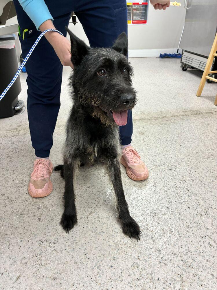 Dawn, a Adopted Terrier in Marietta, GA image 3/4