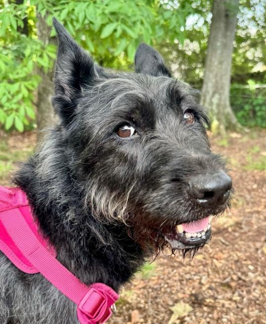 Dawn, a Adopted Terrier in Marietta, GA image 4/4