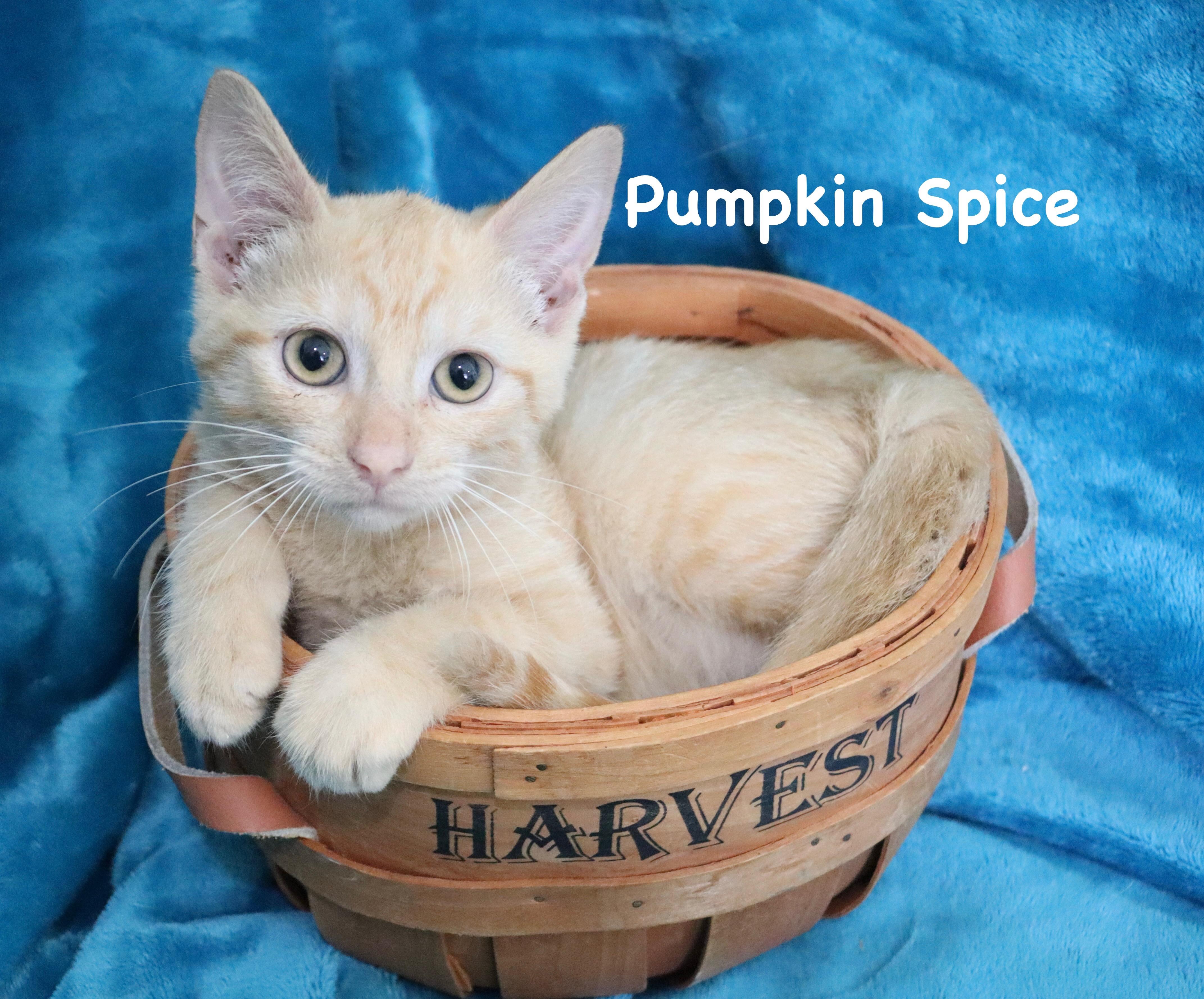 Pumpkin Spice