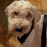 Gucci, ADOPTABLE, Adult Male Miniature Poodle & Golden Retriever.