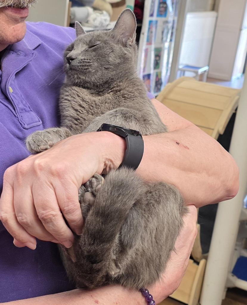 3/20/26 Momma Penny, Adopted, Young Female Domestic Short Hair.