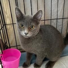 Enlarge Jasper, a Adoptable Domestic Short Hair in Evans City, PA image 2/2