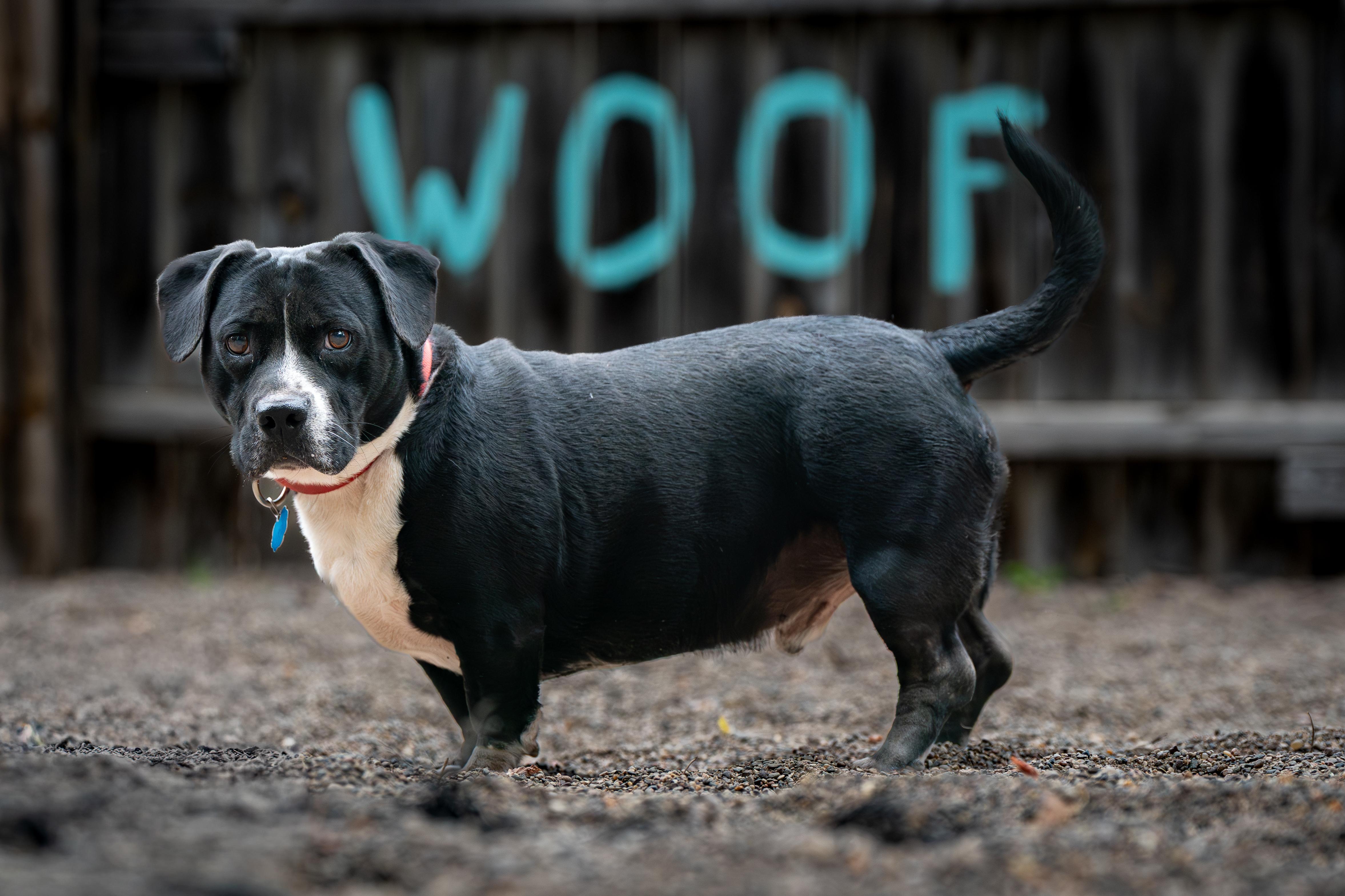 Enlarge Hambone, an adoption pending mixed breed in Red Wing, MN image 5/6