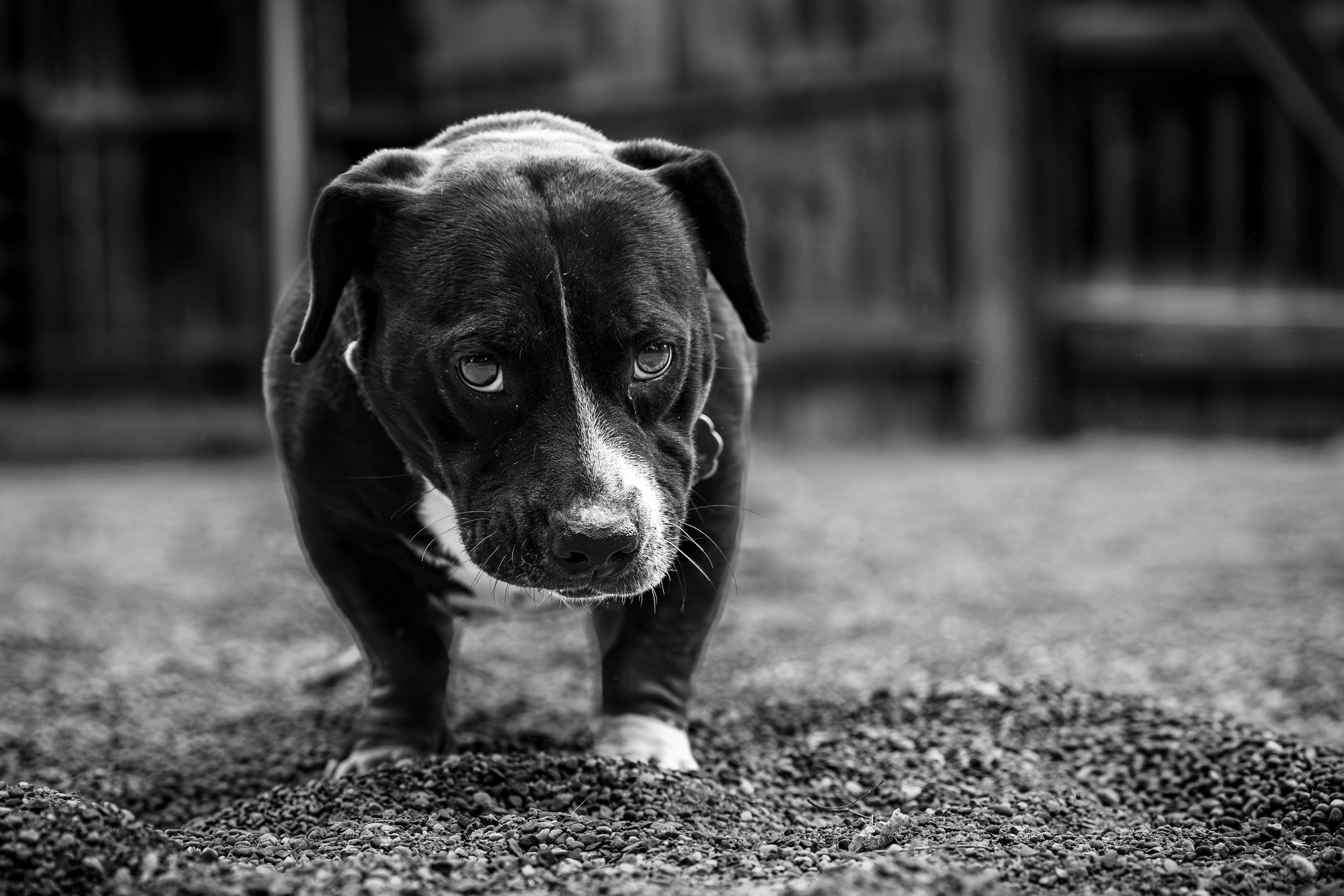 Enlarge Hambone, an adoption pending mixed breed in Red Wing, MN image 2/6