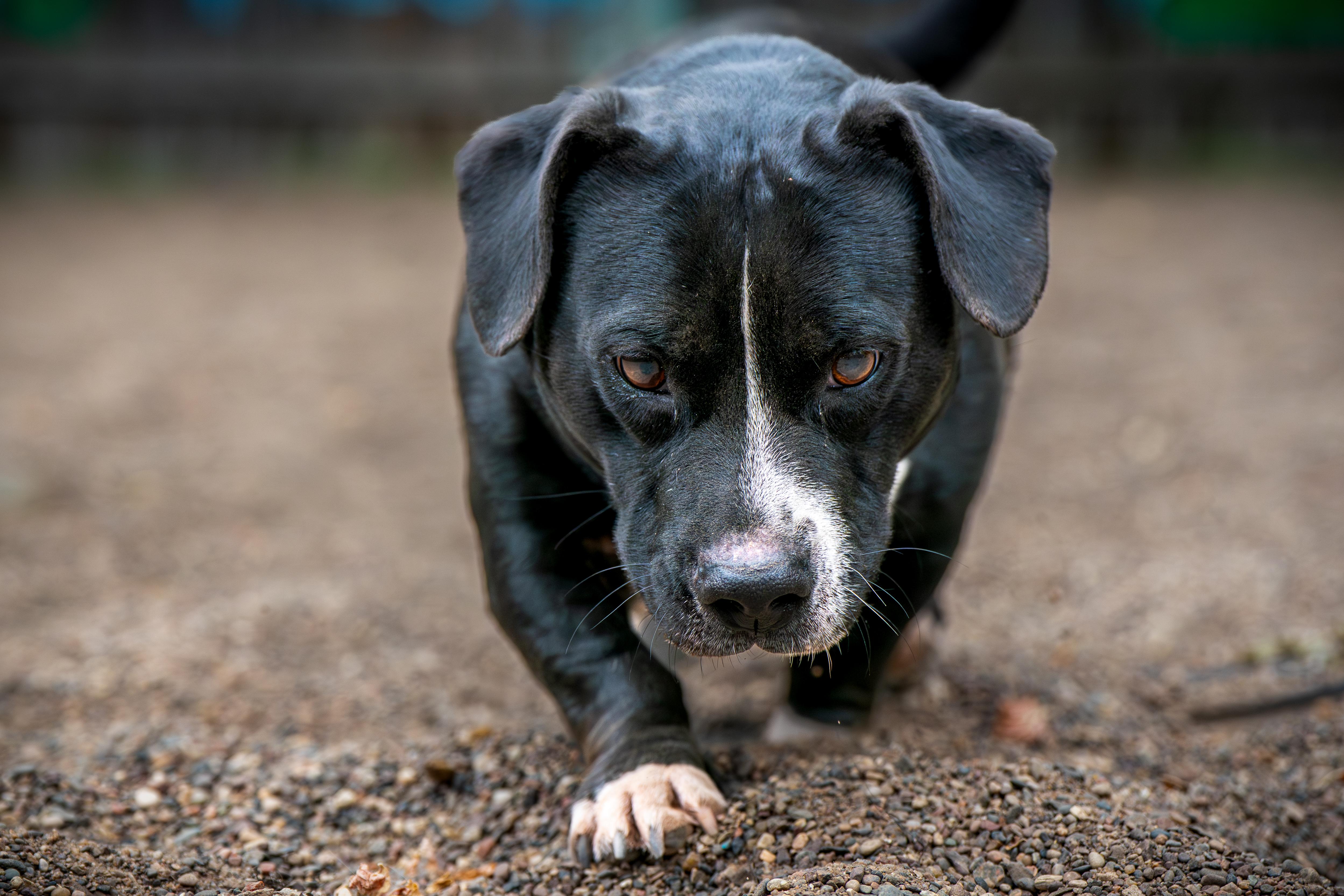 Enlarge Hambone, an adoption pending mixed breed in Red Wing, MN image 6/6