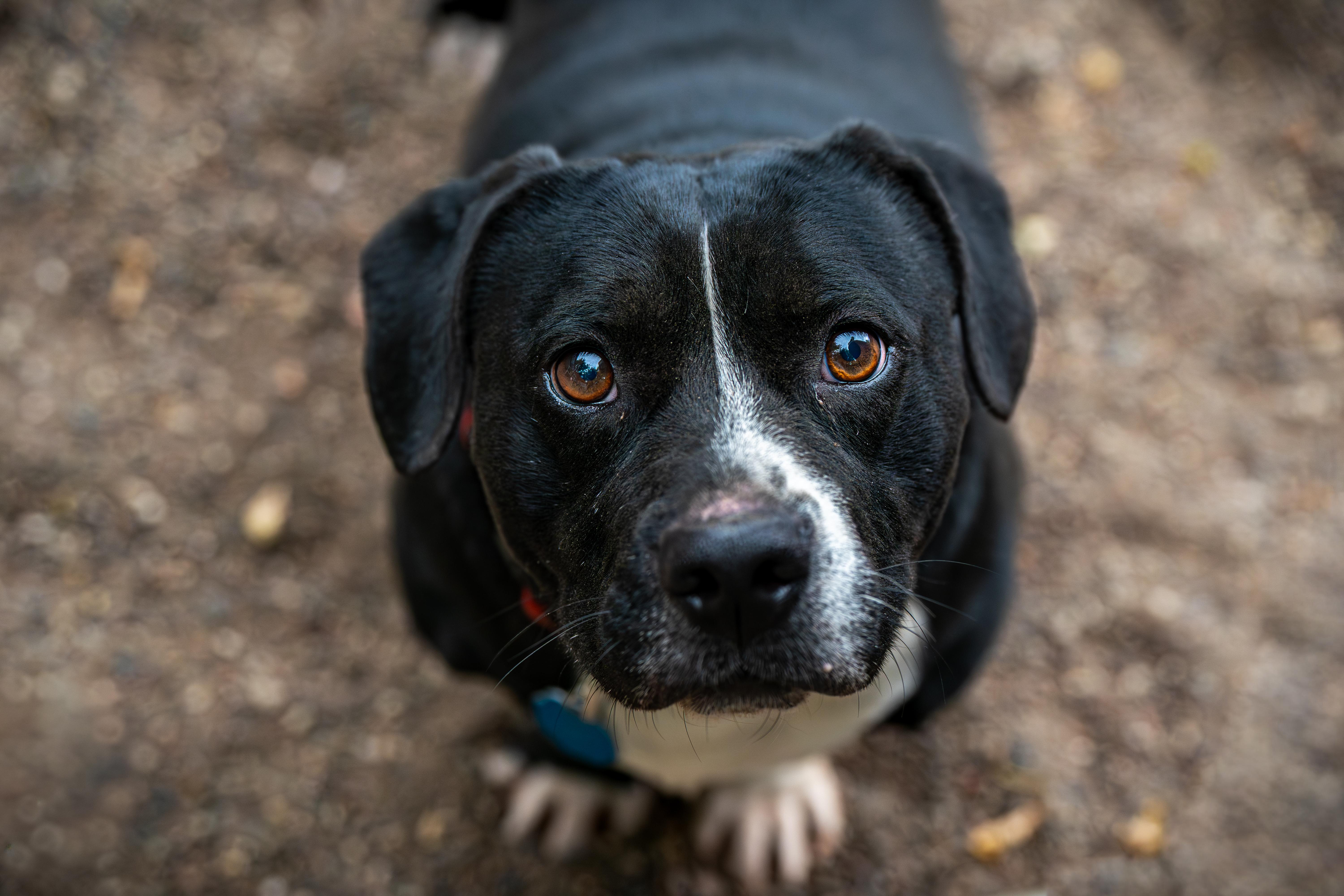 Enlarge Hambone, an adoption pending mixed breed in Red Wing, MN image 4/6