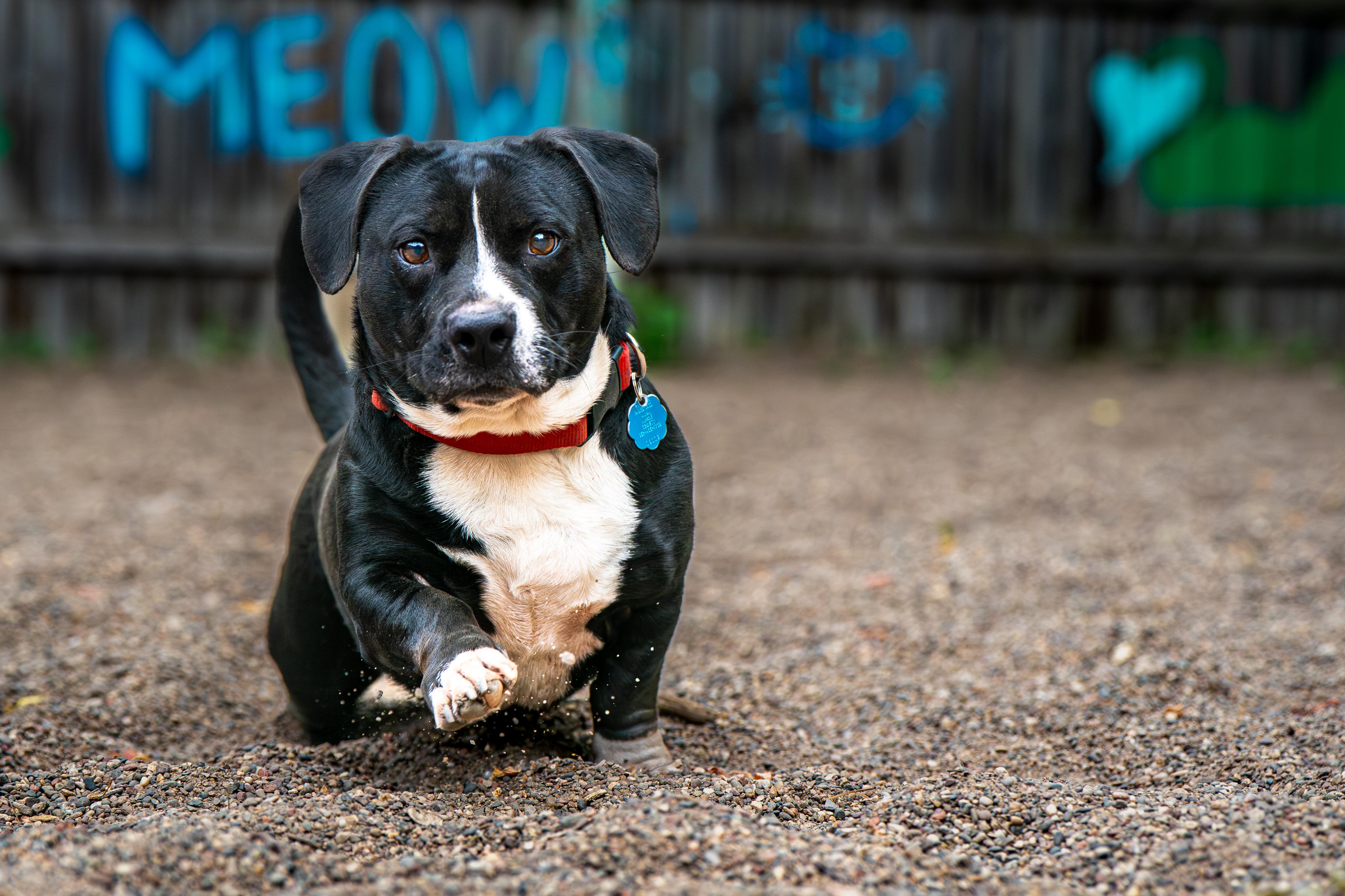 Hambone, adopted, Adult Male Hound & Pit Bull Terrier.