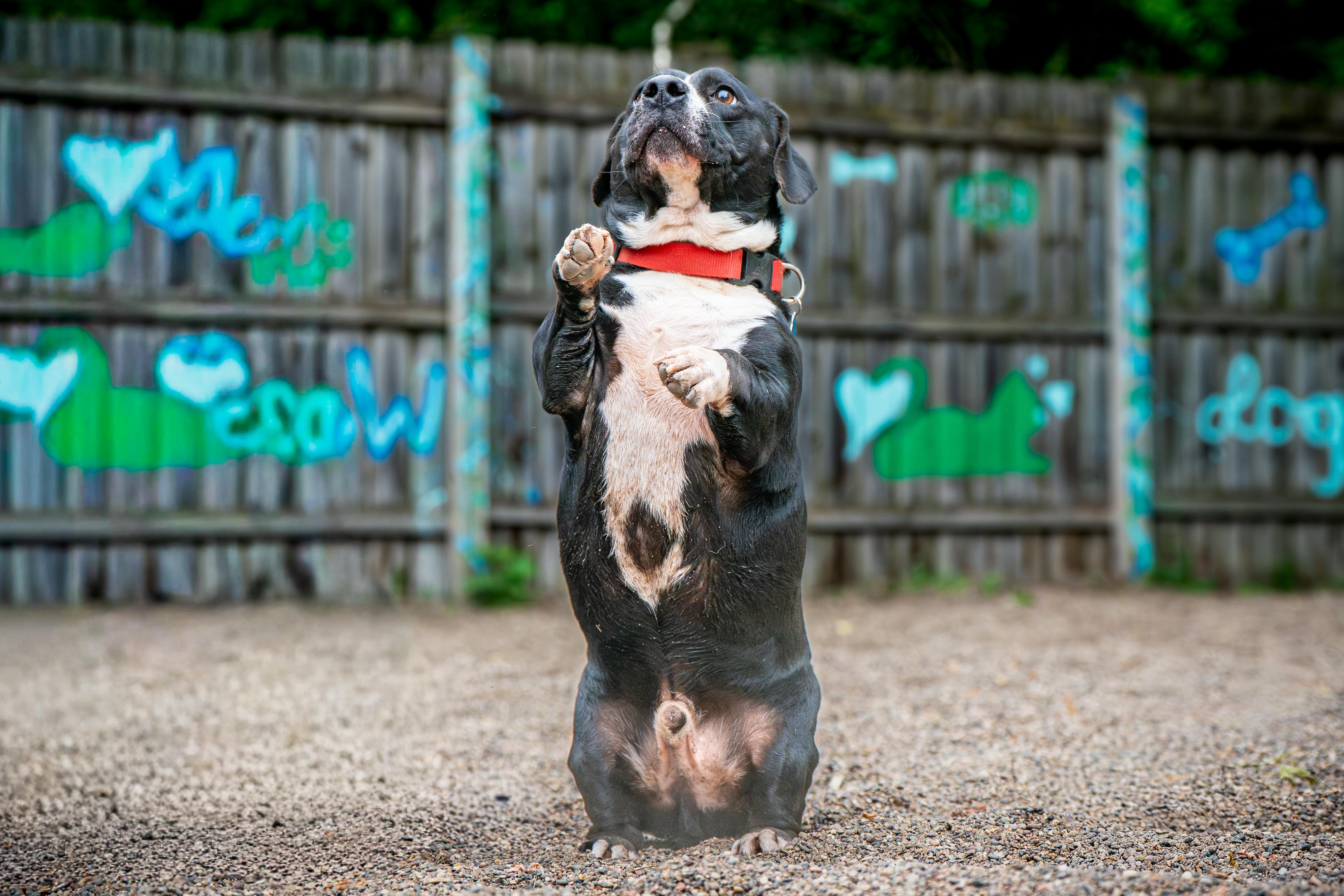 Enlarge Hambone, an adoption pending mixed breed in Red Wing, MN image 3/6