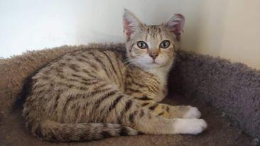 Enlarge Nebula, a Adoptable Domestic Short Hair in Camden, SC image 2/6