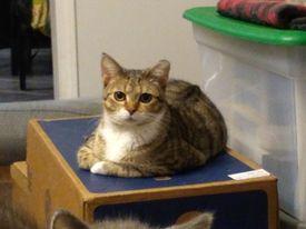 Enlarge Nebula, a Adoptable Domestic Short Hair in Camden, SC image 3/3