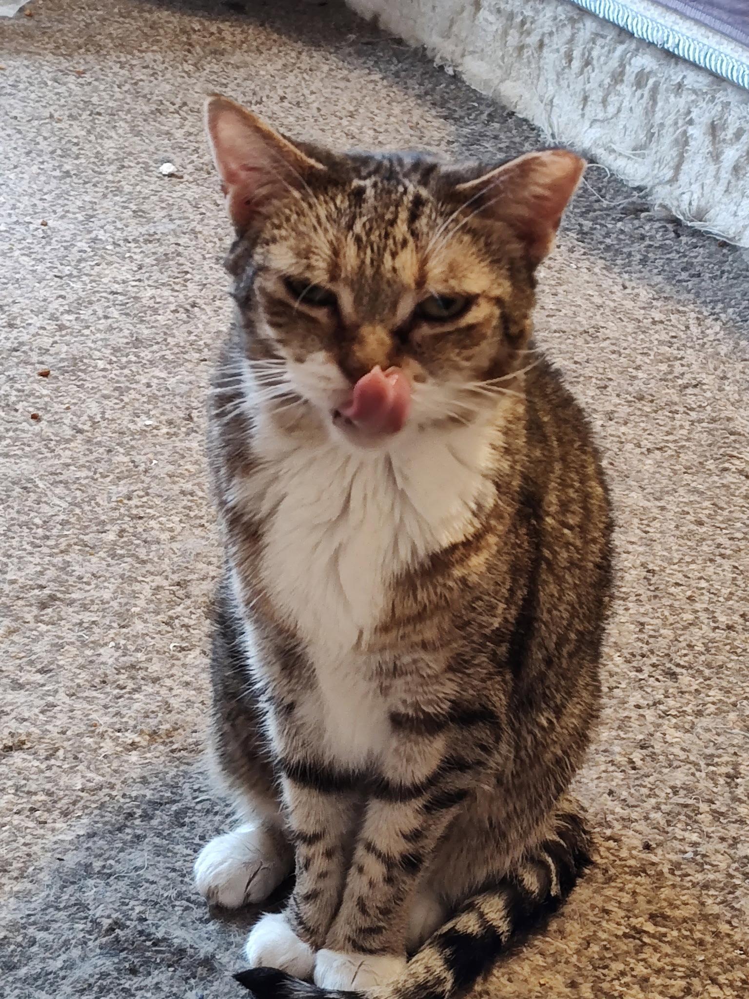 Enlarge Nebula, a Adoptable Domestic Short Hair in Camden, SC image 2/3