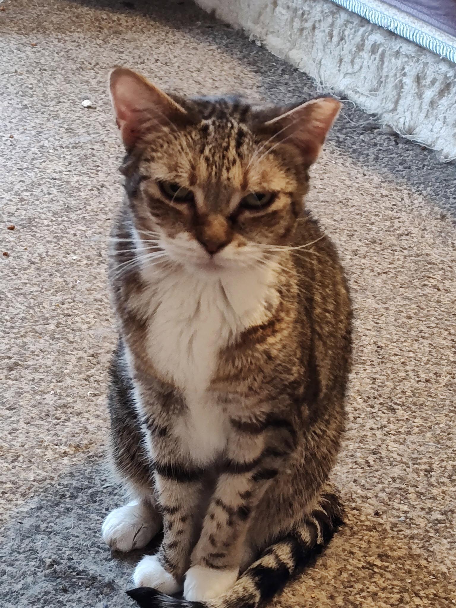 Enlarge Nebula, a Adoptable Domestic Short Hair in Camden, SC image 3/3