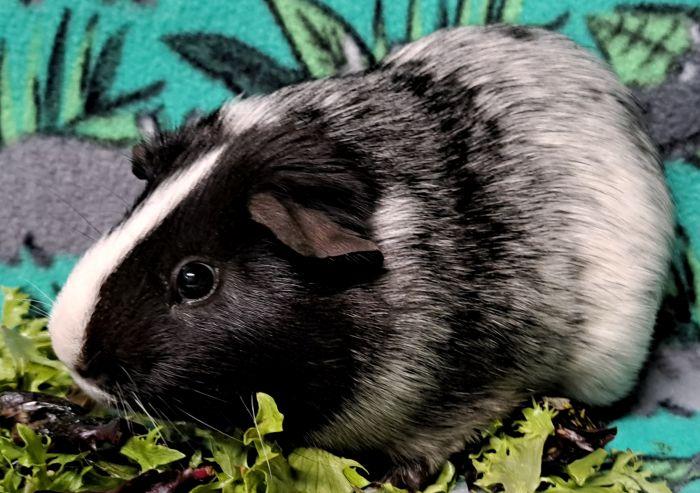 Enlarge Joey, a ADOPTABLE Short-Haired in Gary, IN image 1/3
