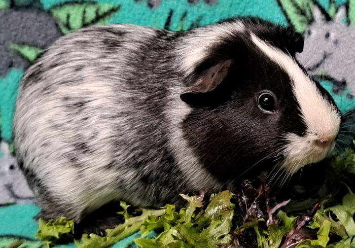 Enlarge Joey, a ADOPTABLE Short-Haired in Gary, IN image 3/3