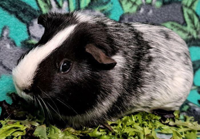 Enlarge Joey, a ADOPTABLE Short-Haired in Gary, IN image 2/3