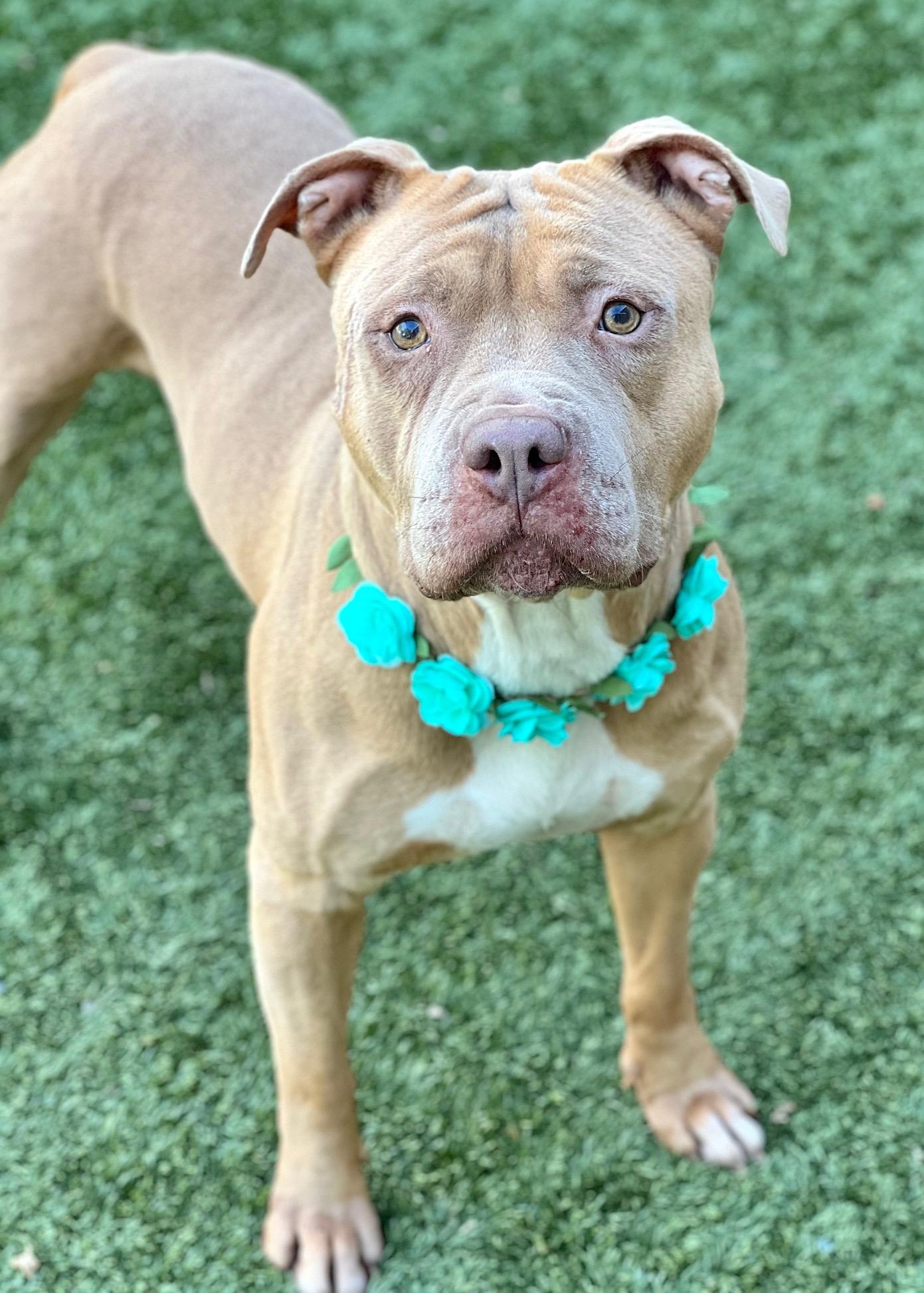 Enlarge Alana, a ADOPTABLE Pit Bull Terrier in Dublin, CA image 3/6