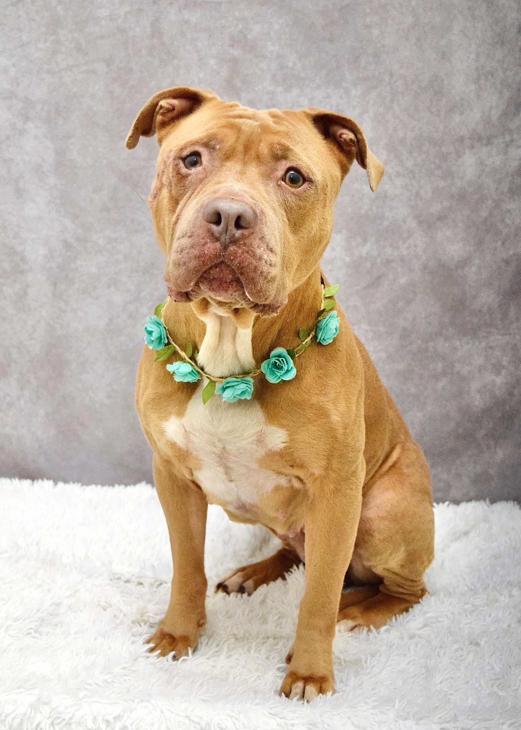 Enlarge Alana, a ADOPTABLE Pit Bull Terrier in Dublin, CA image 2/6