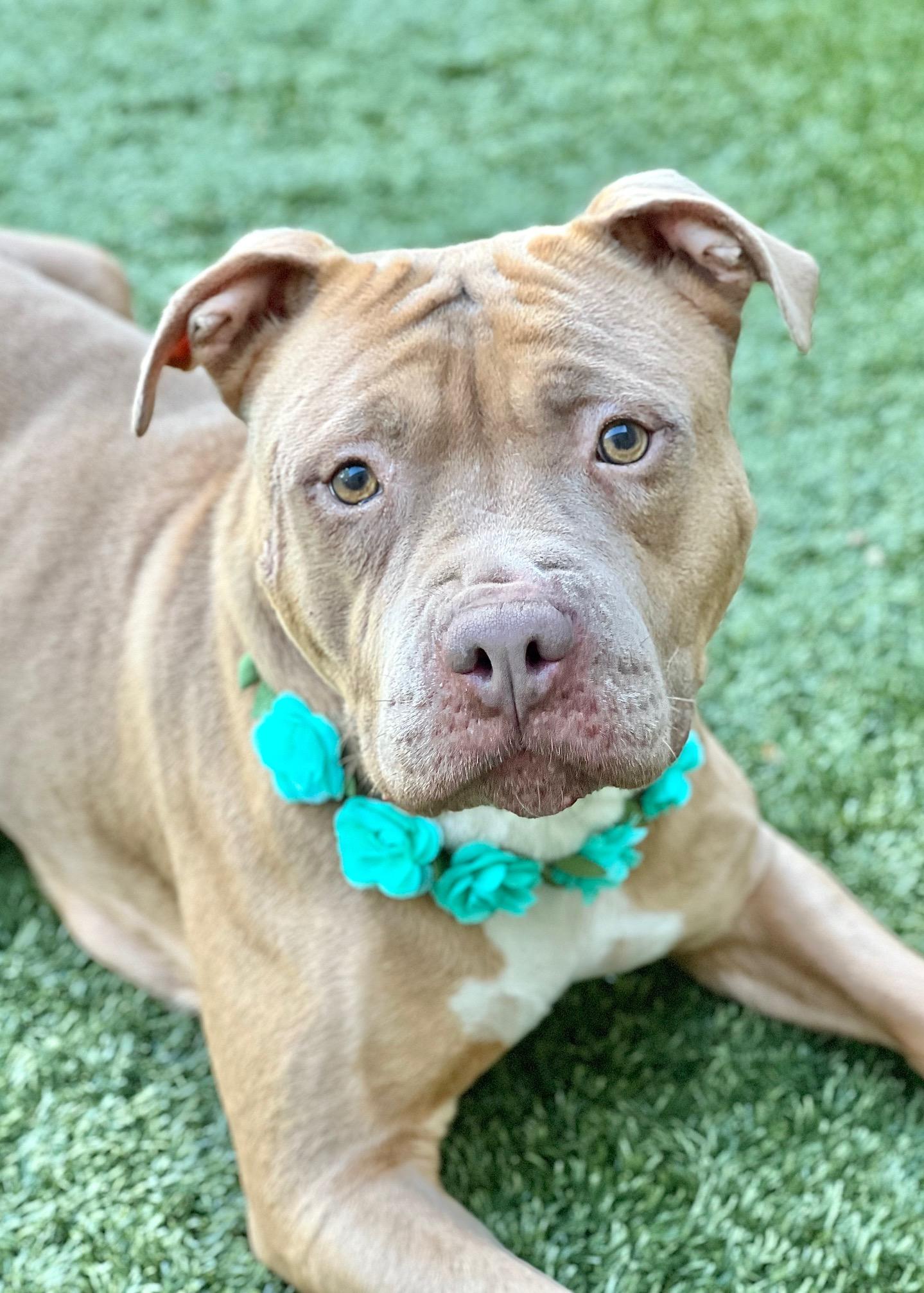 Alana, ADOPTABLE, Adult Female Pit Bull Terrier.