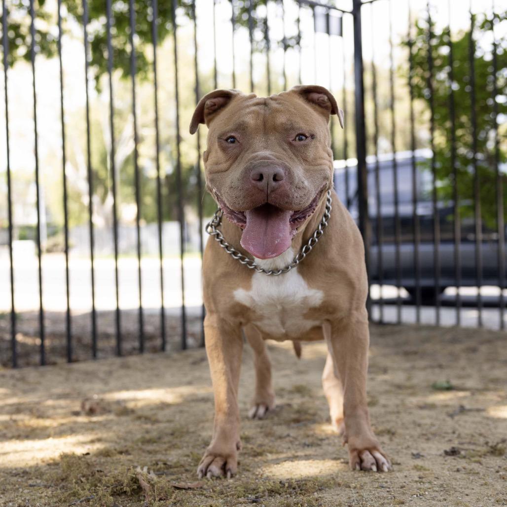 Enlarge Alana, a ADOPTABLE Pit Bull Terrier in Dublin, CA image 3/6