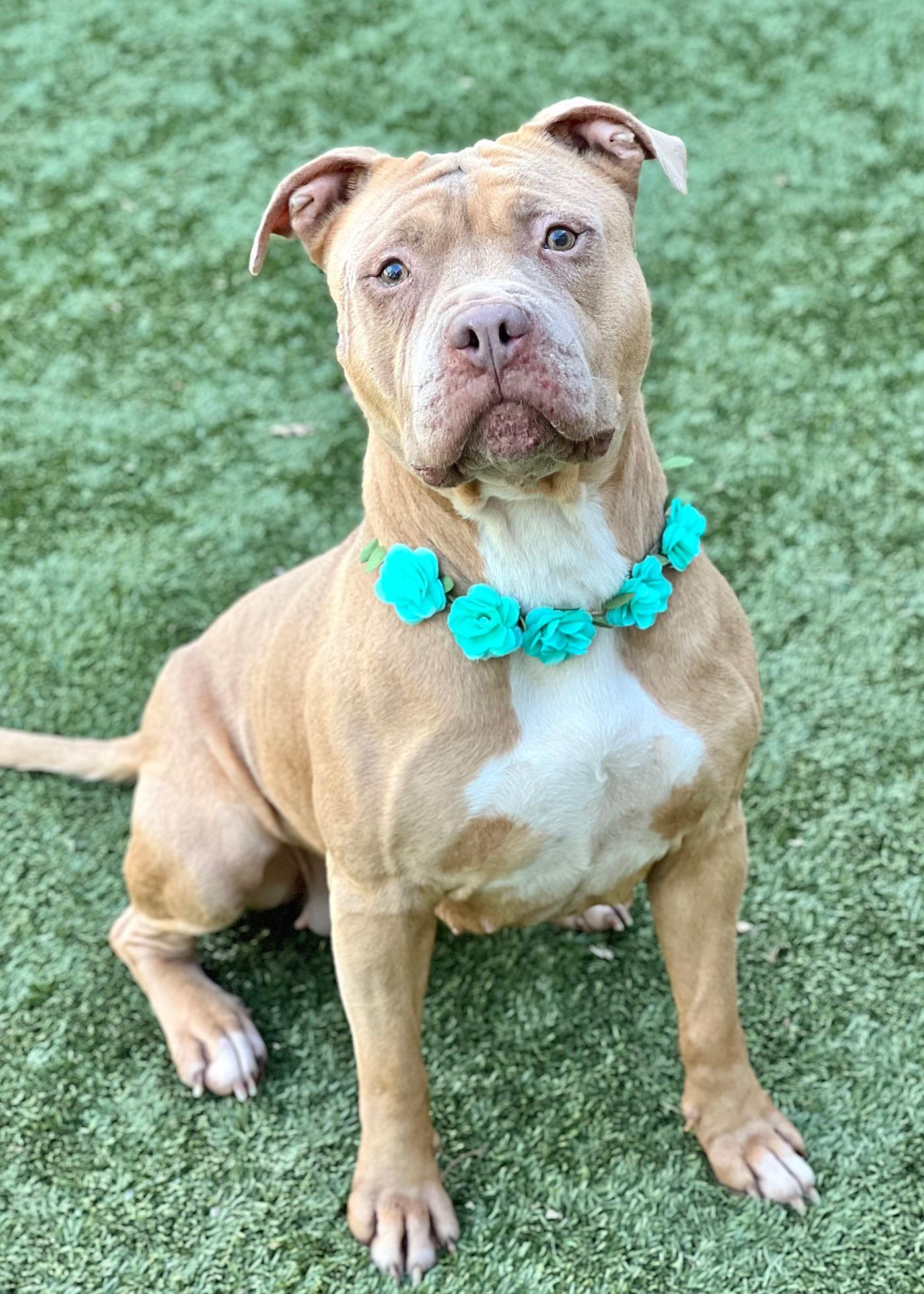 Enlarge Alana, a ADOPTABLE Pit Bull Terrier in Dublin, CA image 4/6