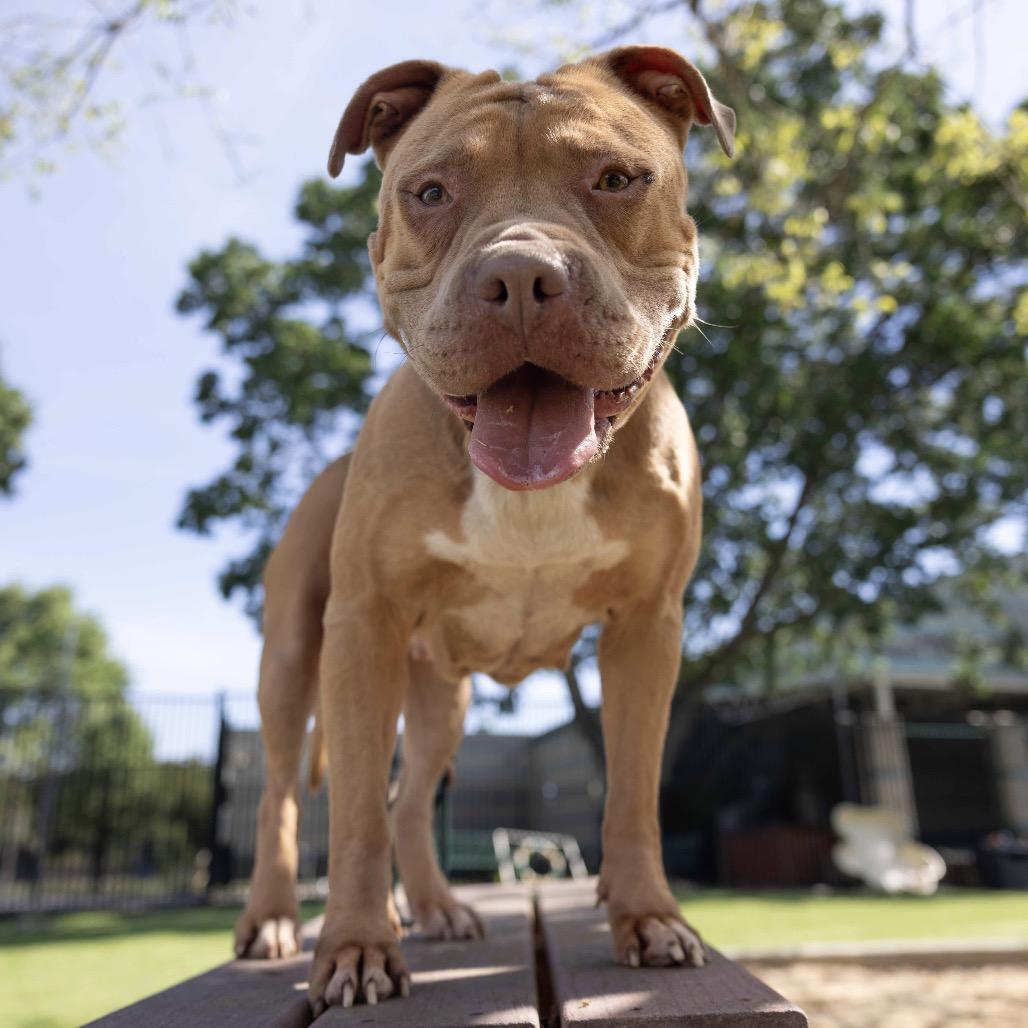 Enlarge Alana, a ADOPTABLE Pit Bull Terrier in Dublin, CA image 4/6