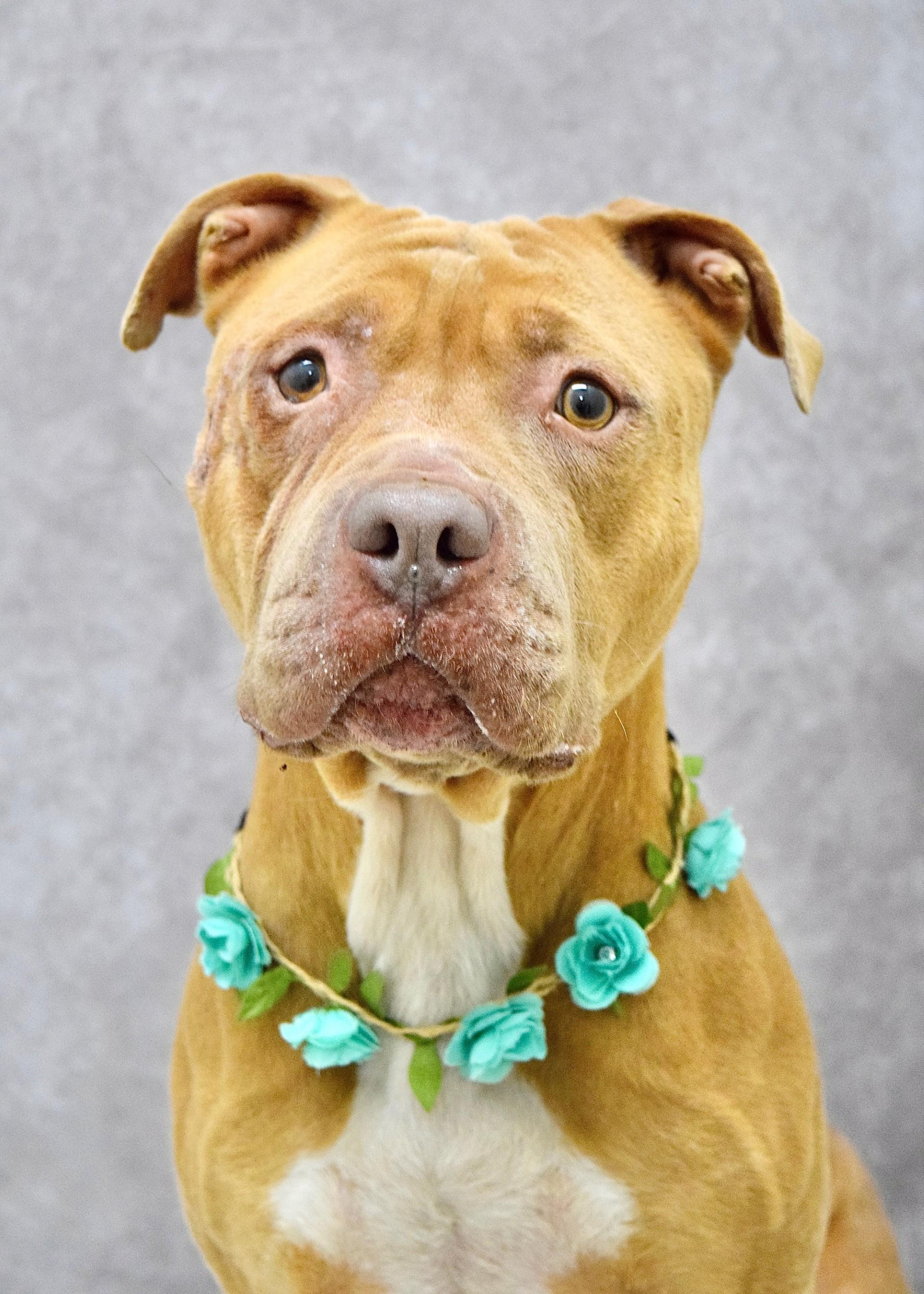 Alana, ADOPTABLE, Adult Female Pit Bull Terrier.
