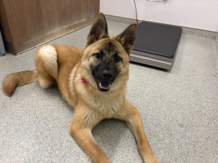 KALLIE, Adoptable, Young Female German Shepherd Dog & Chow Chow.