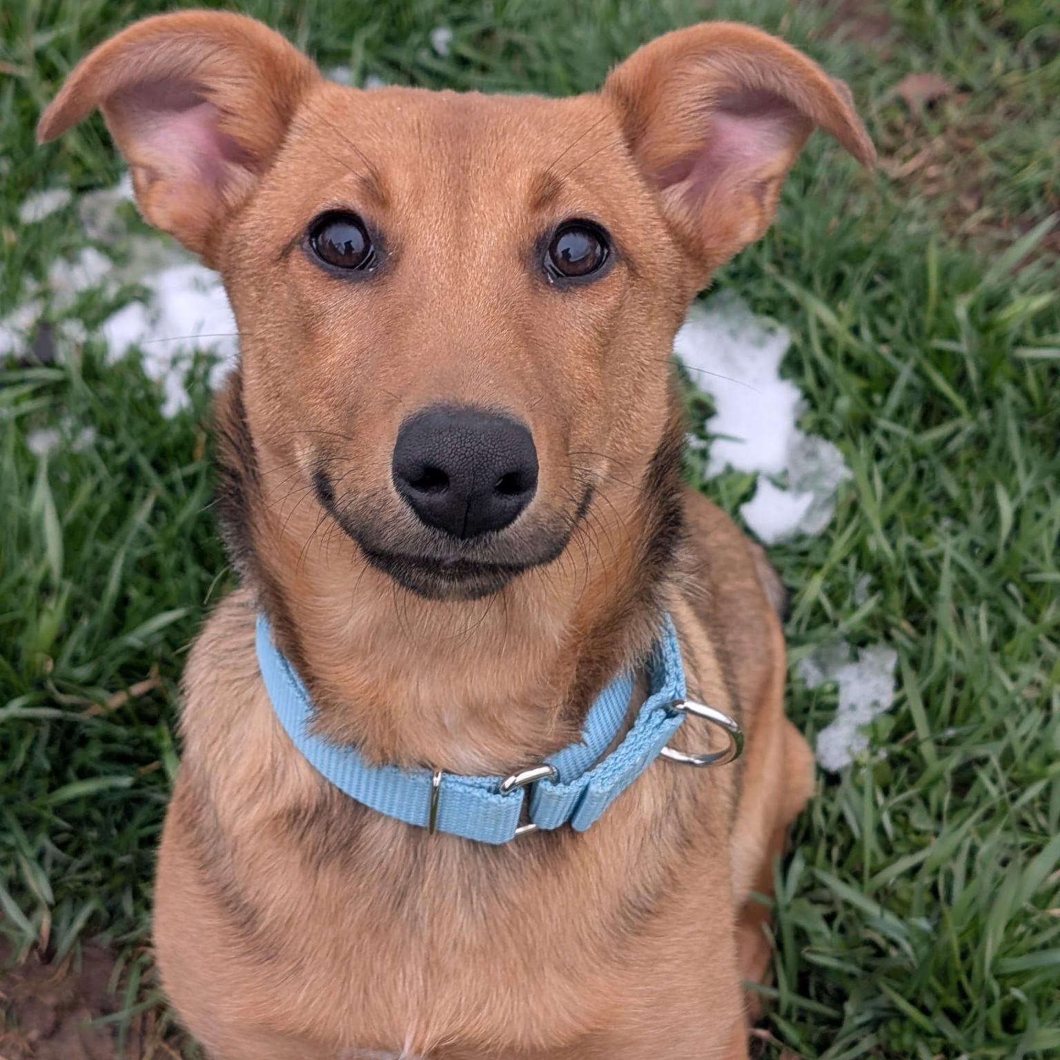 Potato, adopted, Young Female Hound.