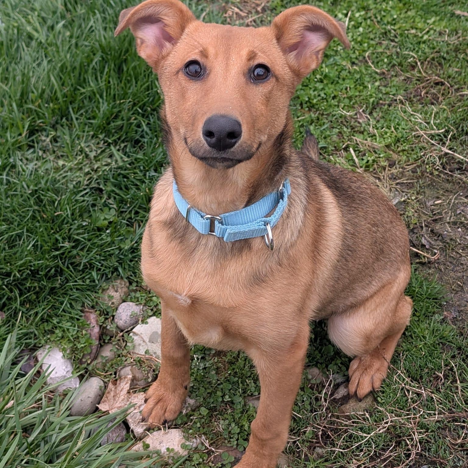 Enlarge Potato, an adopted mixed breed in Renfrew, PA image 2/3