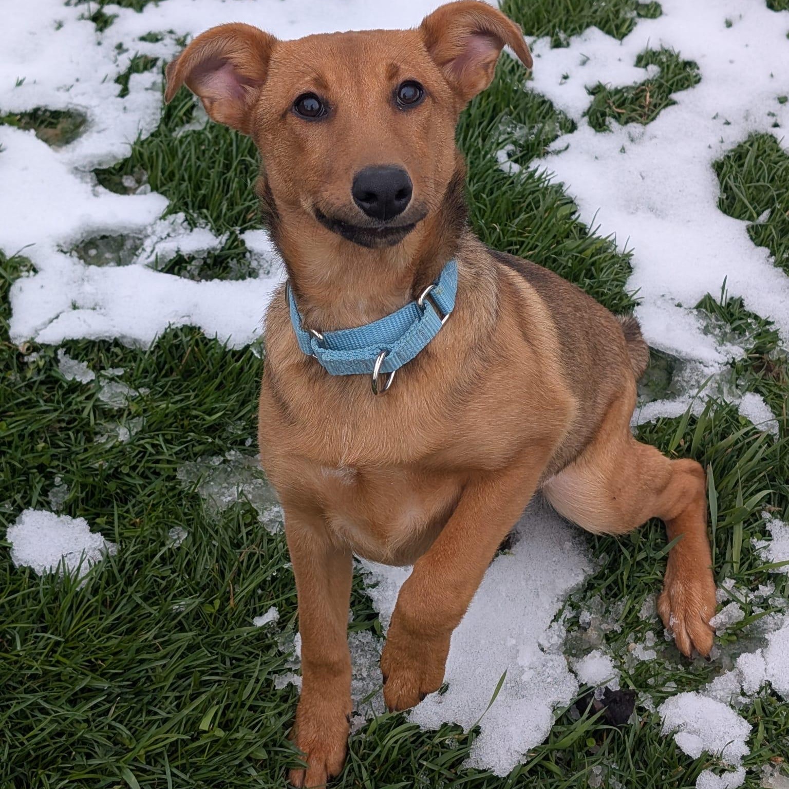 Enlarge Potato, an adopted mixed breed in Renfrew, PA image 3/3
