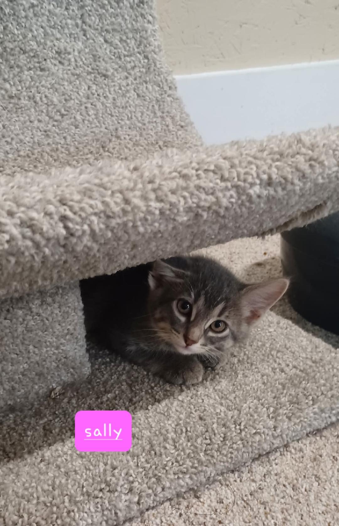 Sally, a Adoptable Domestic Short Hair in Walworth, WI image 2/2