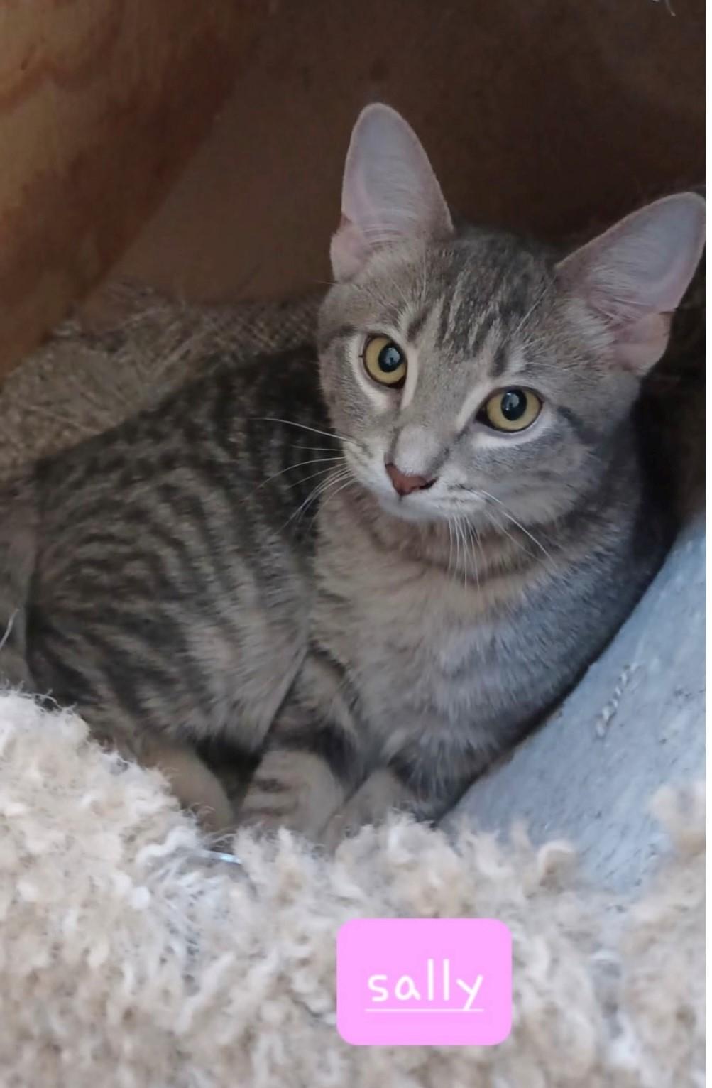 Sally, Adoptable, Young Female Domestic Short Hair.