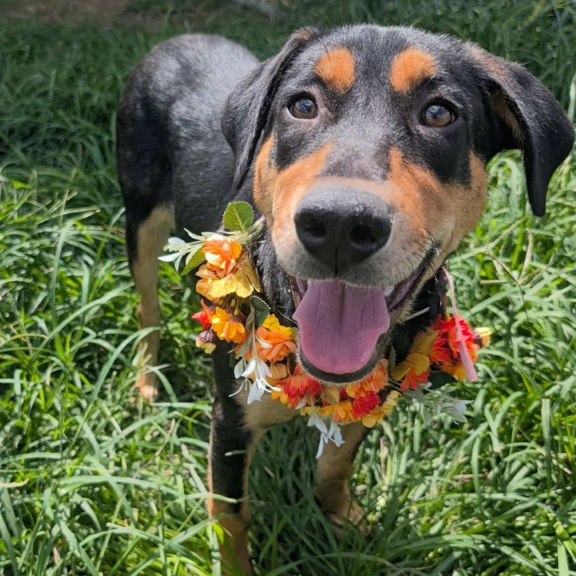 Lucy, an adoptable Rottweiler, Labrador Retriever in Bozeman, MT, 59715 | Photo Image 2