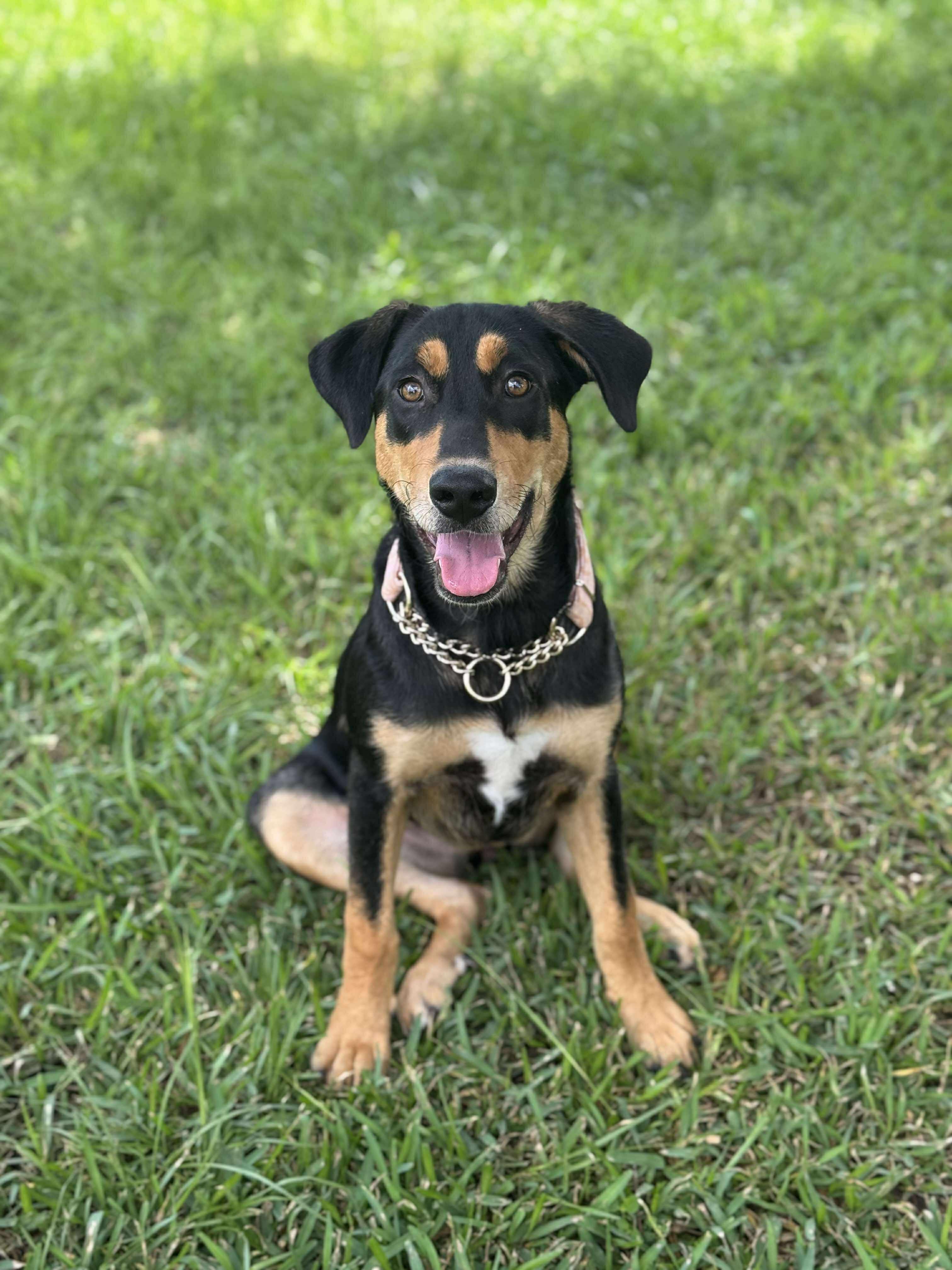 Lucy, an adoptable Rottweiler, Labrador Retriever in Bozeman, MT, 59715 | Photo Image 1