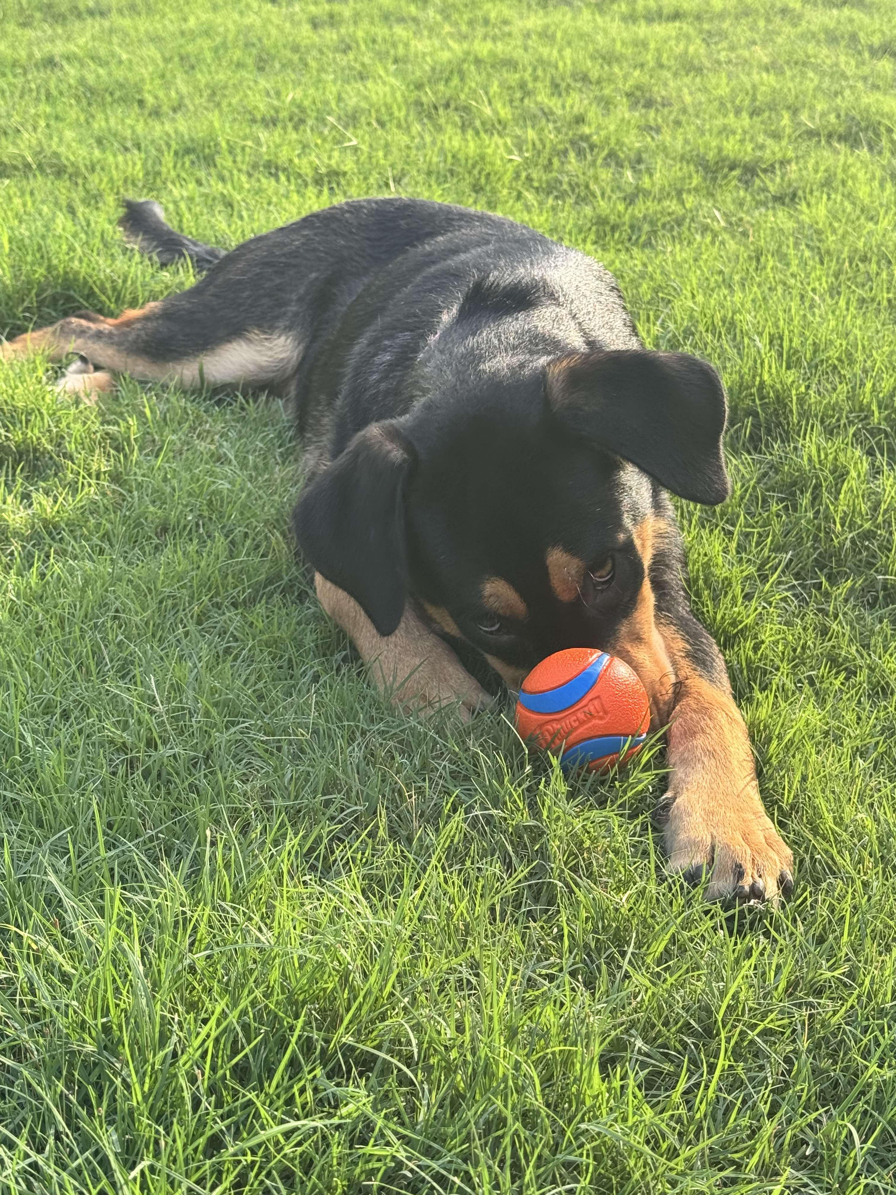 Lucy, an adoptable Rottweiler, Labrador Retriever in Bozeman, MT, 59715 | Photo Image 5
