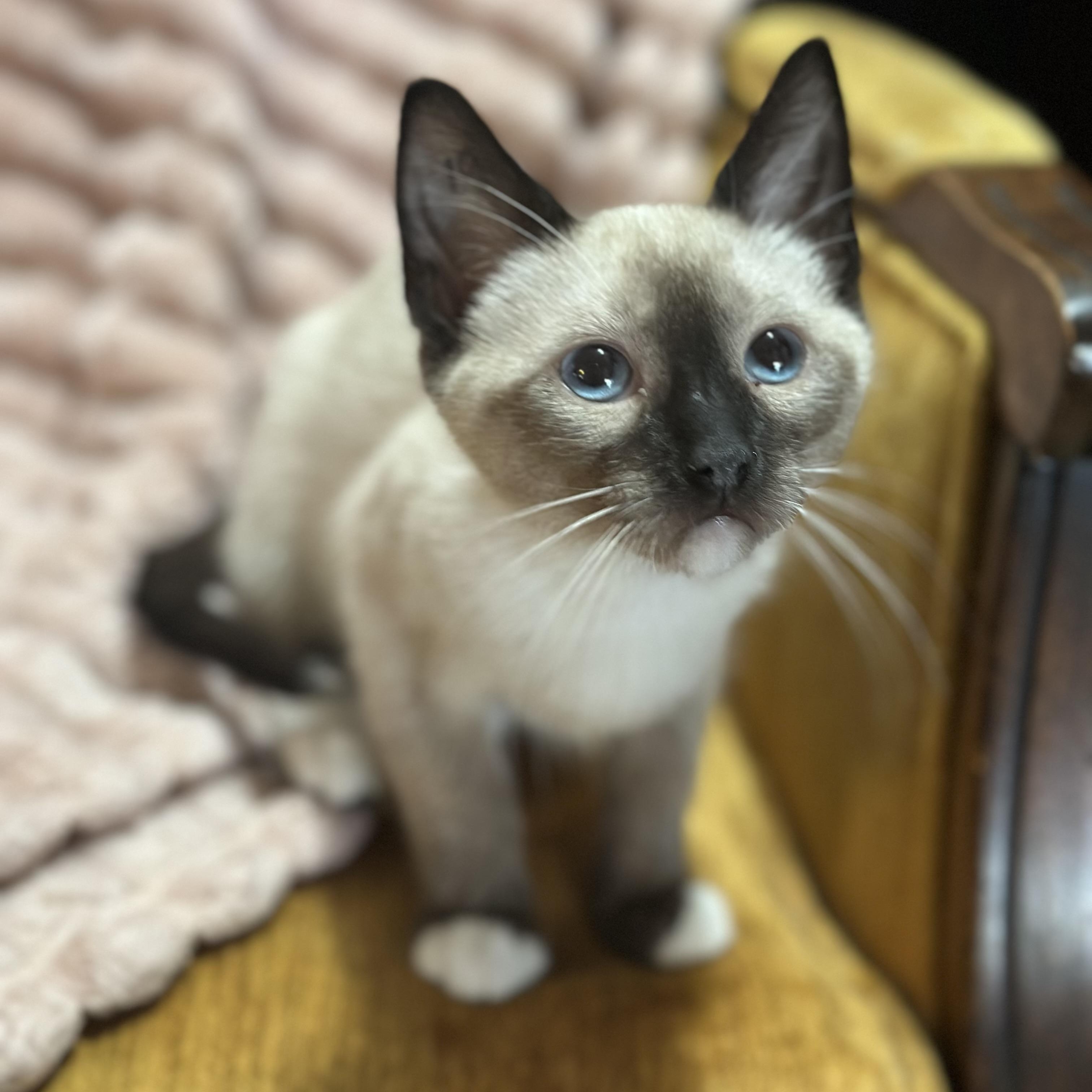 Lil 3