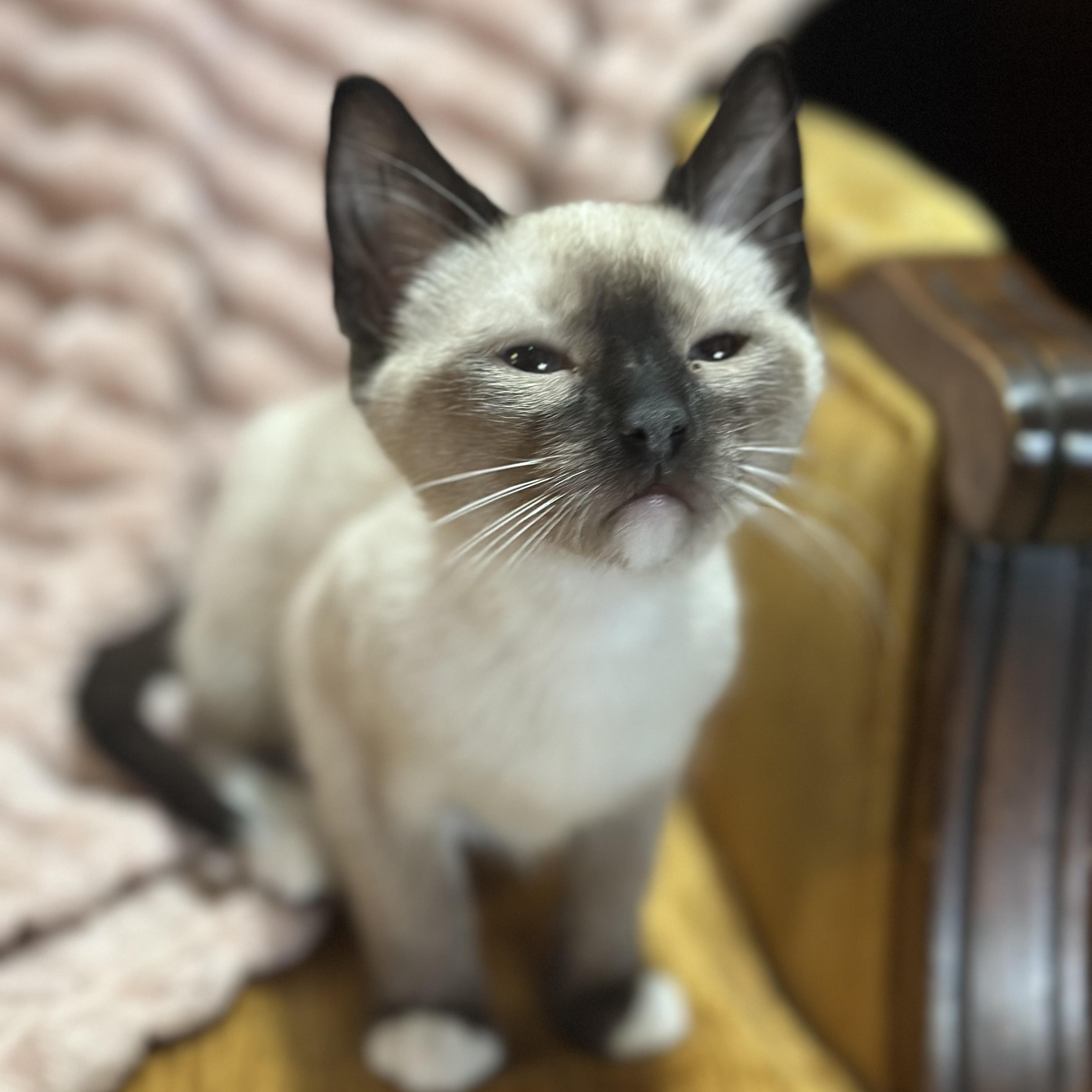 Lil 2