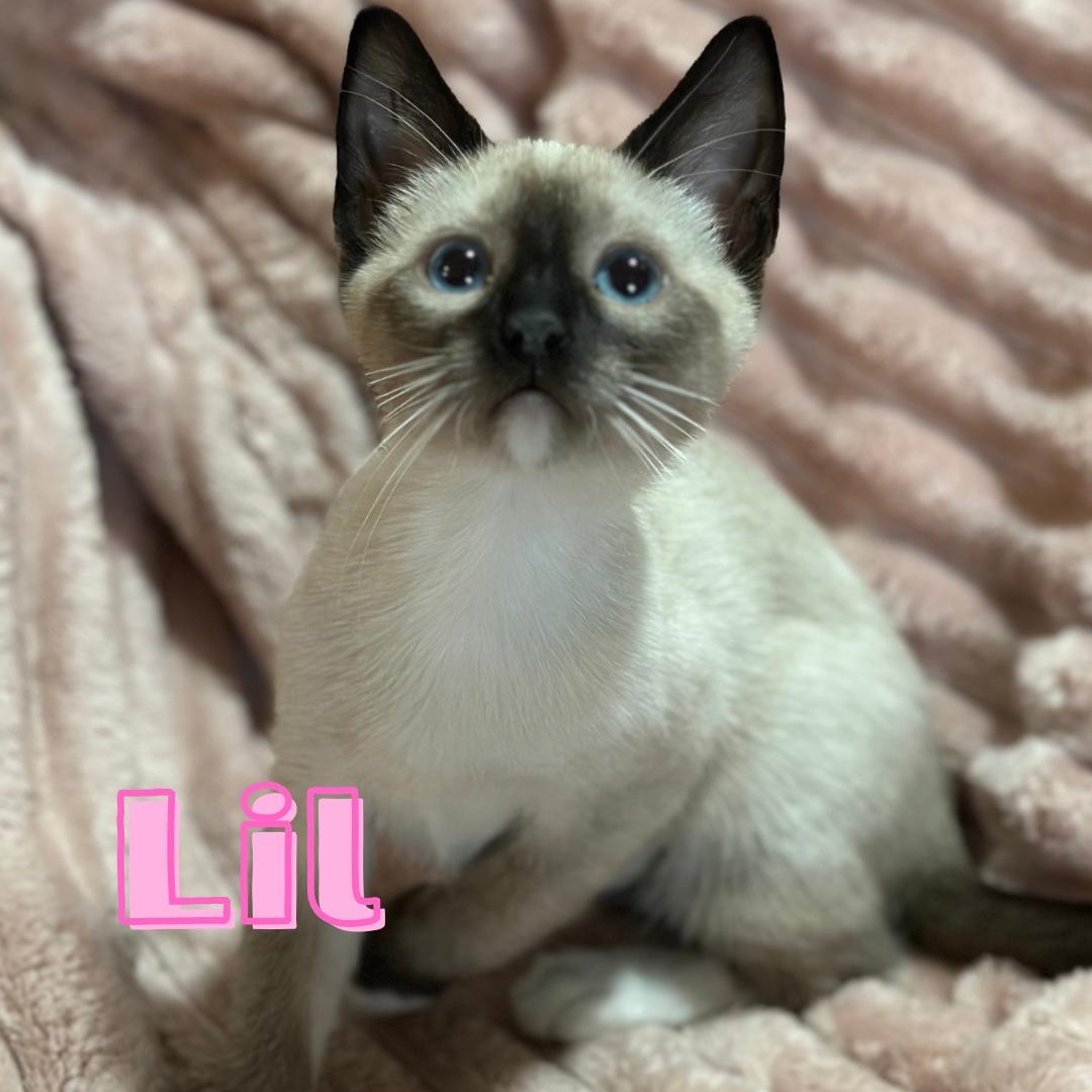 Lil