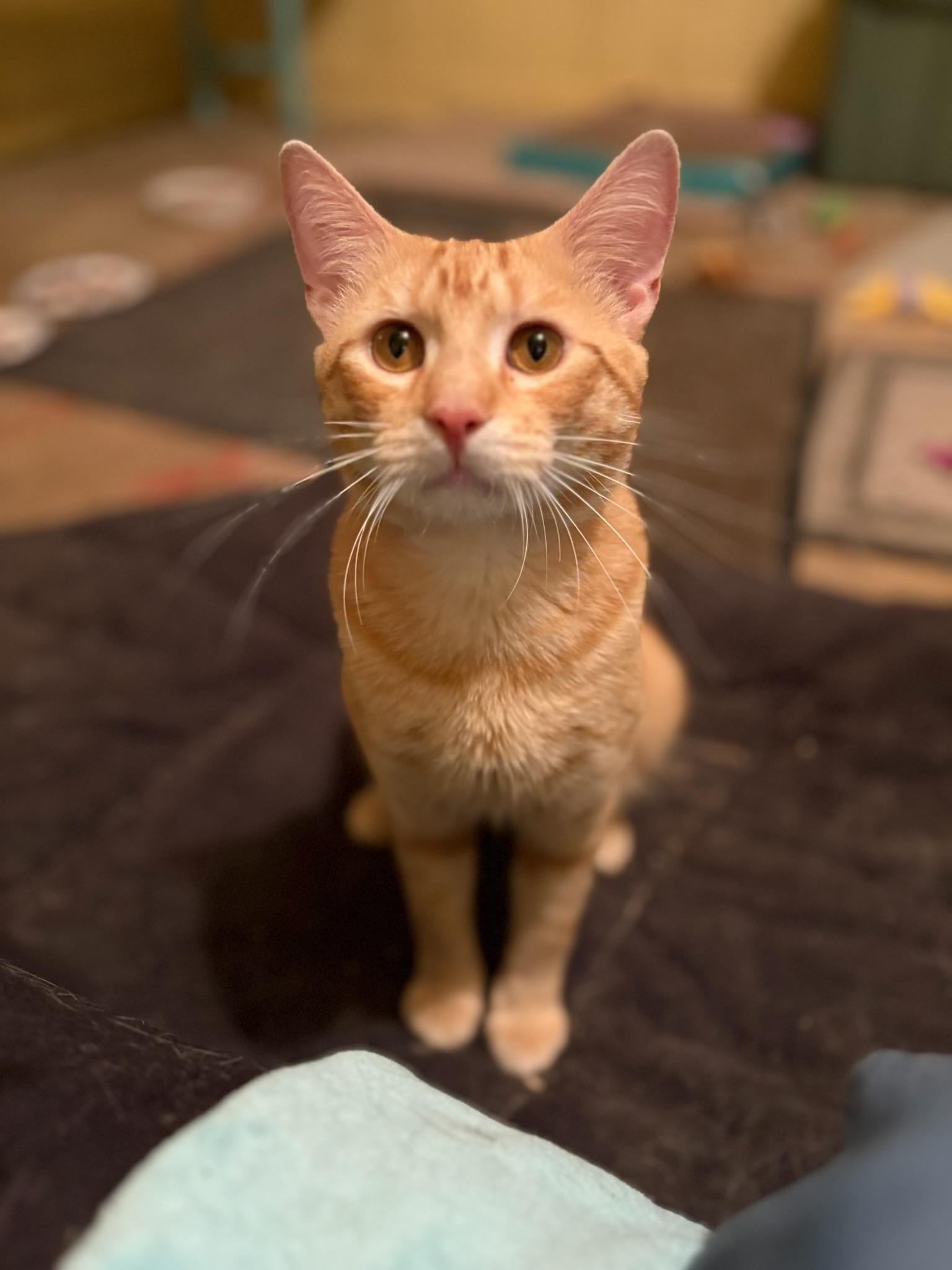 pumpkin petsmart