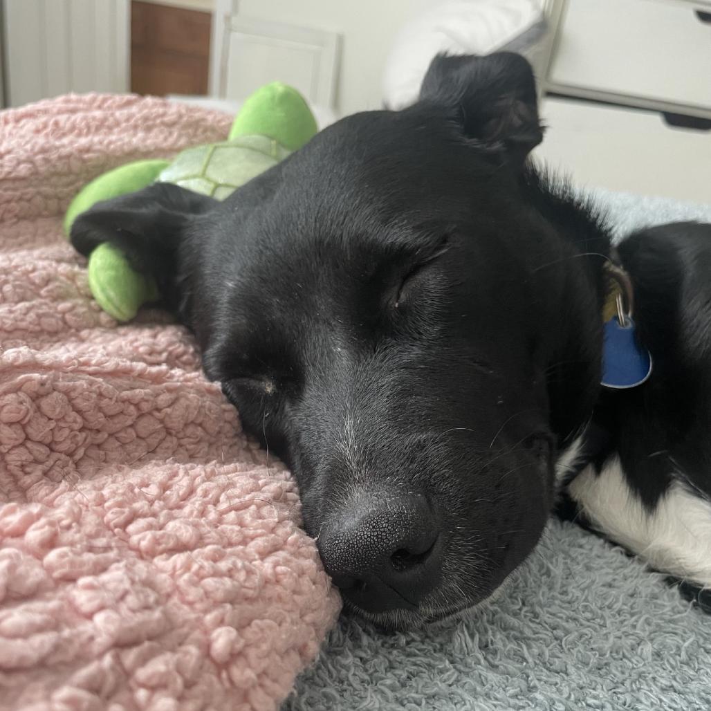 Moxie, Adoptable, Young Female Mixed Breed.