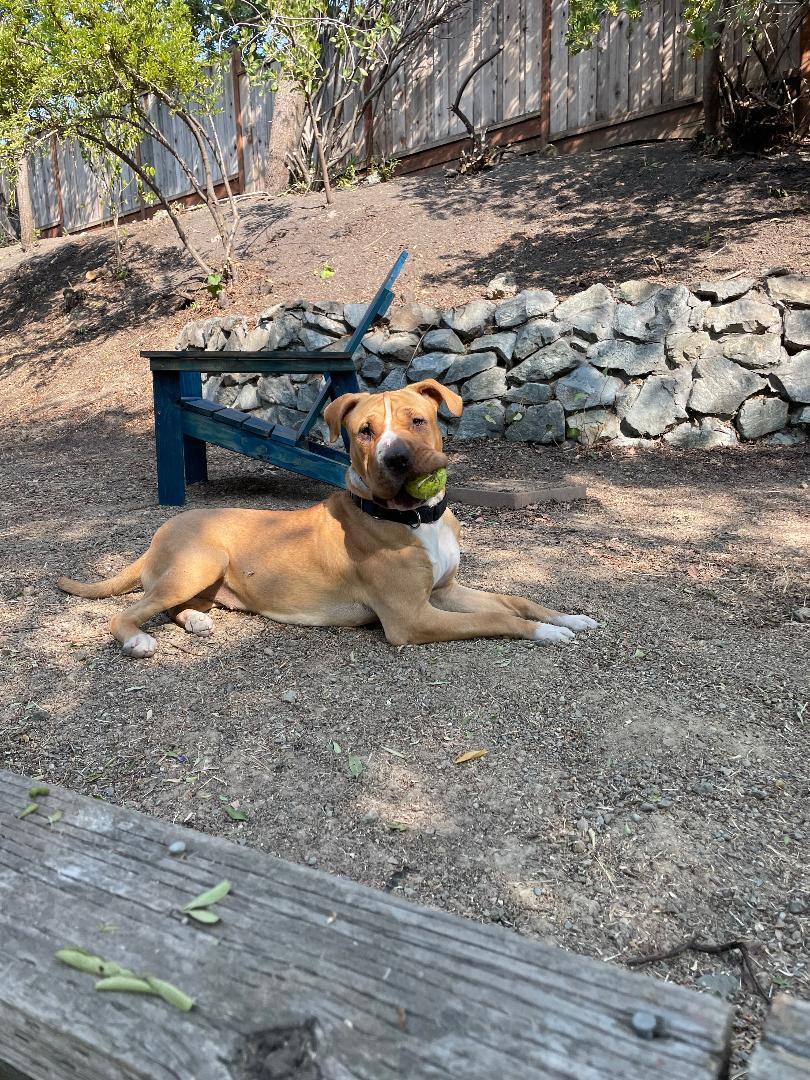 Hannah, Adoptable, Young Female Pit Bull Terrier & Shar-Pei.