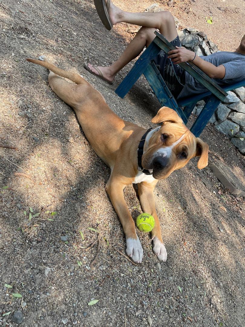 Hannah, a Adoptable mixed breed in Tracy, CA image 3/7