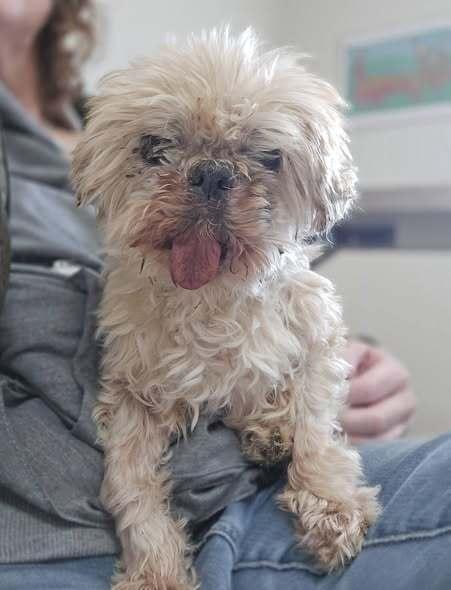 Enlarge Matilda Jean, a Adoptable mixed breed in Milton, DE image 1/4