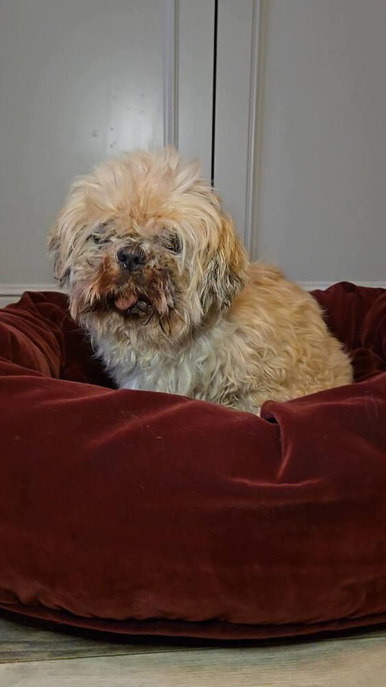 Enlarge Matilda Jean, a Adoptable mixed breed in Milton, DE image 2/4