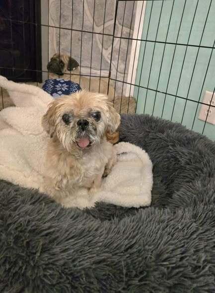 Enlarge Matilda Jean, a Adoptable mixed breed in Milton, DE image 3/4