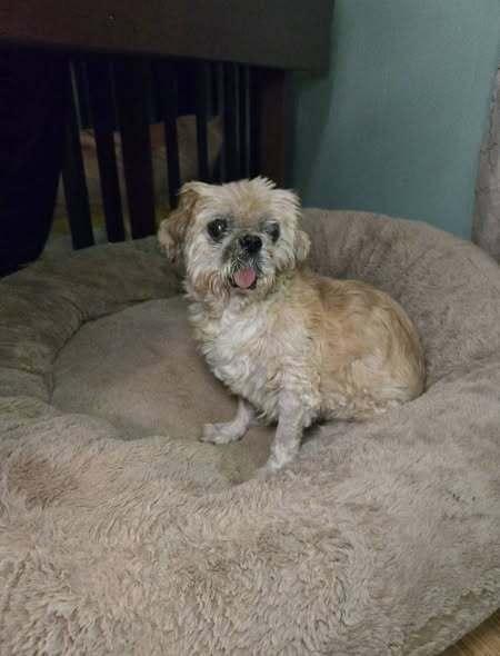 Enlarge Matilda Jean, a Adoptable mixed breed in Milton, DE image 4/4