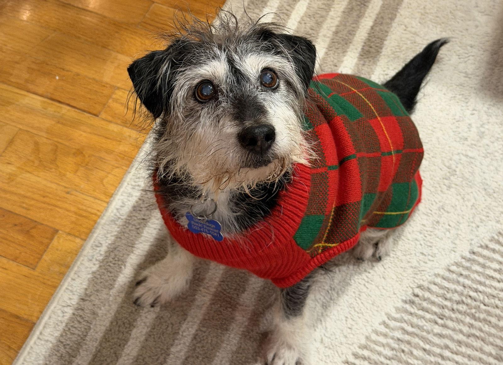 Jax, Adoptable, Senior Male Terrier.